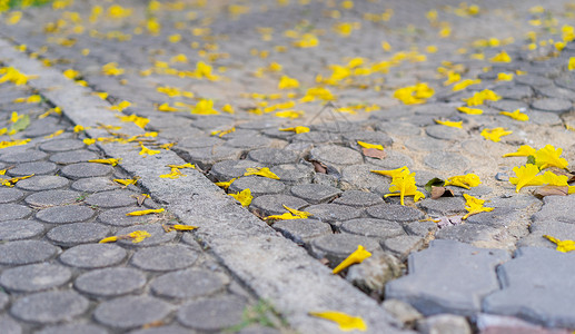 地底的黄色花朵水泥白色季节植物美丽热带花瓣地面生活花园背景图片