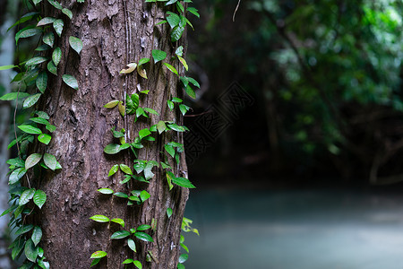 在热带森林的树上特写绿叶藤背景图片