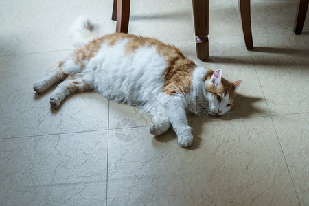 懒猫趴在地上宠物白色爪子哺乳动物眼睛地面猫科动物红色虎斑背景图片