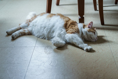 懒猫趴在地上宠物哺乳动物白色地面红色虎斑惊喜眼睛猫科爪子背景图片