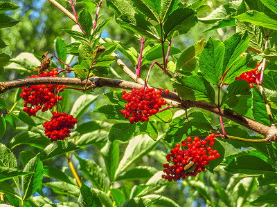 红罗万浆果植物红色水果浆果活力食物枝条叶子绿色种子背景图片
