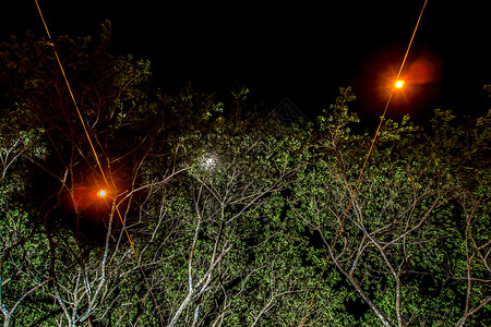 大树下电缆上的照明灯光叶子风格花园黄色白色树木绿色装饰背景火花背景图片