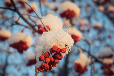 雪下山灰的红莓雾凇枝条浆果降雪植物群花梨木季节寒冷磨砂木头背景图片