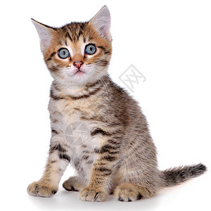 坐在孤立的短头发小猫虎斑百搭色小动物猫科动物斑点条纹斑纹猫咪宠物短发背景图片