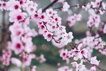 樱桃花朵边框春季边框或带有粉红色花花的背景艺术晴天季节植物群植物学花瓣叶子天空樱花太阳植物背景
