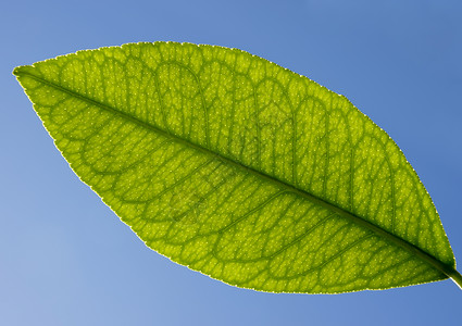 柠檬叶氯仿生物学活力蓝色神经青年植物柠檬对角线静脉背景图片