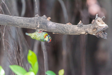 贝特野生树上的鸟铁匠巴比相片公园栖息野生动物摄影羽毛恐慌植物花园红胸背景