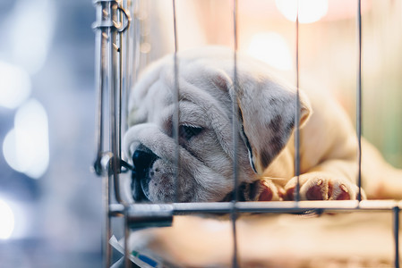 狗笼子狗狗在宠物商店的狗笼里等待 希望获得自由小狗孤独栅栏锁定哺乳动物庇护所犬类狗窝睡眠眼睛背景