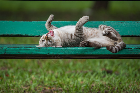 猫的性质夏天说谎高清图片