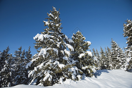 高山高山山脉的冰雪风景与摇篮树木树干树苗衬套季节森林天空松树全景爬坡道背景图片