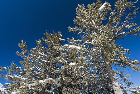 高山高山山脉的冰雪风景与摇篮树木白色树干针叶树远景天气松树季节蓝色天空背景图片