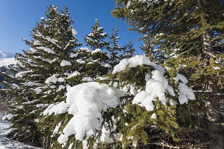 高山高山山脉的冰雪风景与摇篮爬坡道森林山脉季节天空蓝色高山针叶松树全景背景图片