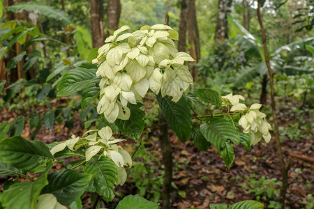 诗吉丽皇后白色黄色花 俗称阿散蒂血 红旗灌木和热带山茱萸 Dona Luz 或在花园里绽放阳光背景