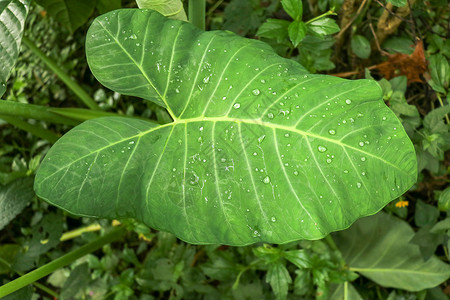 象耳芋头芋属绿色植物高清图片