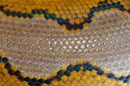 特写用于背景的蛇皮纹理 网纹蟒是原产于南亚和东南亚的无毒蛇 背景的宏观照片 python 蛇皮肤 图案蟒蛇蛇皮鳄鱼材料艺术打印墙背景图片