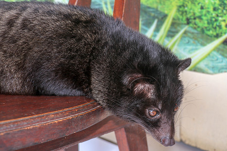 雌雄同体在印度尼西亚巴厘岛的一家咖啡店里 黑色雄性亚洲棕榈果子狸躺在木椅上休息 这种咖啡是世界上最昂贵的咖啡 亚洲棕榈果子狸在农场生产咖背景