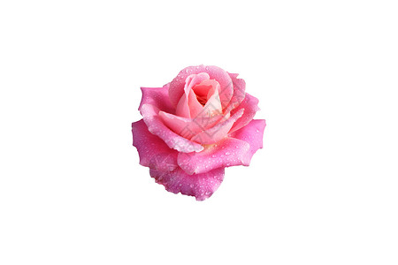 带露珠的粉红色玫瑰花 带露珠的粉红色玫瑰花背景图片