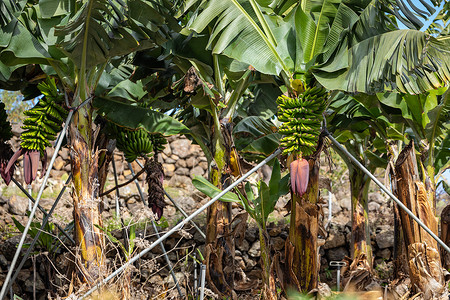 西班牙加那利岛拉帕尔马的香蕉种植园岛屿农场气候热带农业生长生产旅行场地植物背景