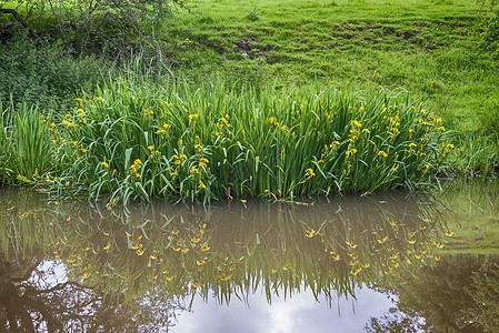 鸢尾属草本植物含反光的黄色虹膜水厂背景