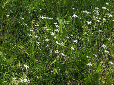 伯利恒花朵白星草地星星百合植物植被绿色花园背景图片