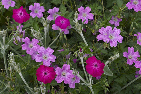 花边粉色边框紧贴花朵边框 有多彩的花朵背景