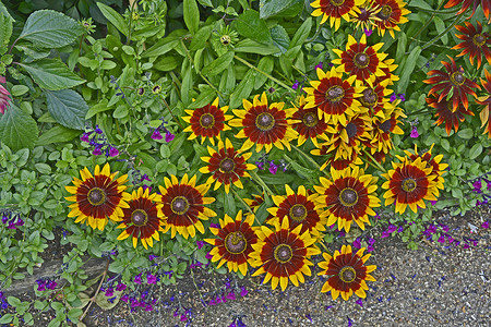 黄色花边边框花朵的边框与多彩花朵 在一小屋花园的海伦背景