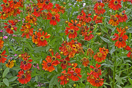 靠近花园花朵边框 与多彩色Helenium Moerheim美人水平红色橙子背景图片