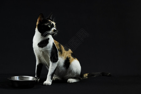 黑色背景的薄紫色猫彩色哺乳动物猫科动物毛皮爪子猫咪宠物食物眼睛小猫背景图片