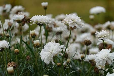 很多美丽的白色花朵 随风而飘动背景图片