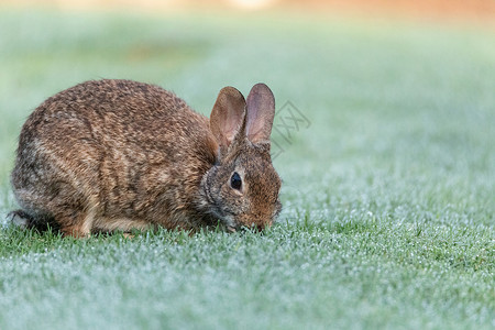 Marsh 兔子吃绿草野生动物沼泽林木草地宝宝沼泽兔动物背景图片