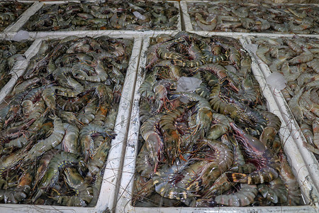 巴厘岛金巴兰金巴兰海鲜柜台上出售的鲜虾图案 巴厘岛海滩 当地鱼市上的鲜虾 一堆冰上的鲜虾待售食物饮食营养养殖烹饪店铺章鱼水产海洋鱼片背景