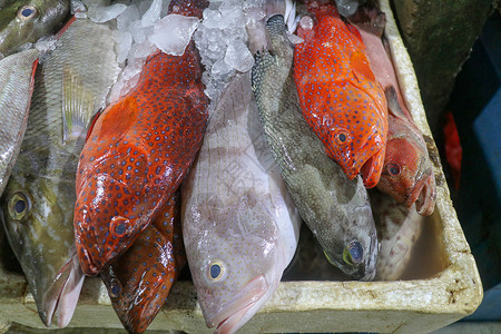 巴厘岛海鲜鱼市场冰上的新鲜海鲜 在金巴兰鱼市出售的鲜鱼  传统的当地 巴厘岛金巴兰鱼市的异国情调鱼柠檬美食钓鱼乌贼贝类饮食营养海洋动物店铺背景