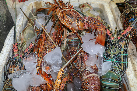 巴厘岛海鲜在印度尼西亚巴厘岛金巴兰的出售的新鲜海鲜 Kedonganan卖鱼的新鲜龙虾 在海鲜柜台上出售的冰鲜龙虾食物甲壳生蚝高架营养香菜背景