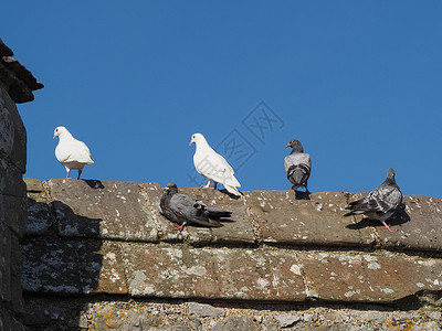 鸽子和鸽子动物建筑学白色岩石放鸽子白鸽羽毛家鸽高清图片