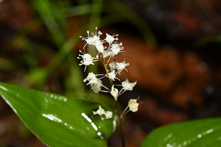 玛吉尼卡加倍的雨滴植被花朵花瓣绿色植物草地植物学背景图片