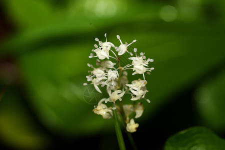 玛吉尼卡加倍的雨滴绿色植物草地花朵花瓣植物学植被背景图片