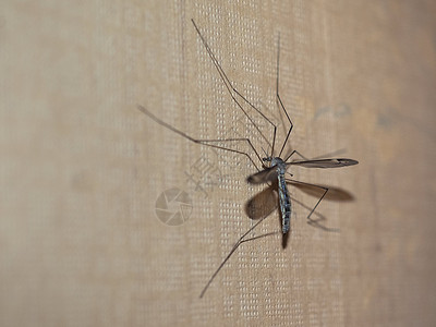 Crane 飞翔昆虫家庭命令蚊子长腿双翅目爸爸背景图片