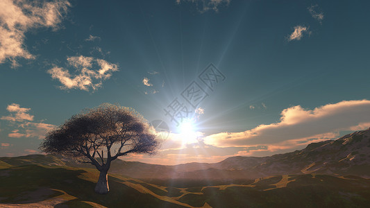 日落在草地和孤独的树空地叶子农场天空插图公园地平线风景国家季节背景图片