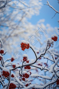 雪下山灰的红莓木头寒冷花梨木磨砂季节降雪雾凇浆果枝条植物群背景图片