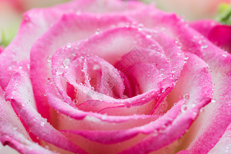 粉红玫瑰花在滴子里贴近了花期投标白色粉色色调宏观雨滴背景背景图片