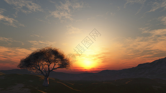 日落在草地和孤独的树空地土地场景植物渲染农村季节3d太阳叶子背景图片
