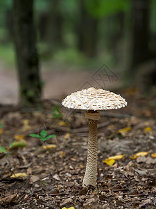 蘑菇马尼塔食用浅的高清图片