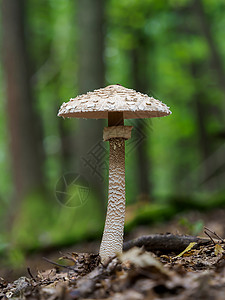 蘑菇马尼塔食物斑驳高清图片