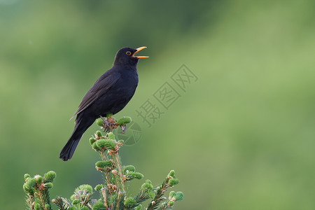普通的黑鸟是种真正的杂草背景图片