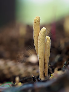 野生松树蘑菇松树针和龙头针在森林地板上特写了皮带珊瑚 克拉拉雅德尔福斯木质蘑菇 并使用松子针和针背景
