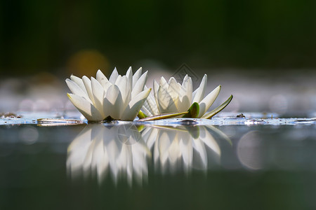 莲花血鸭又称欧洲白水百合水池叶子植物树叶季节花瓣荷花公园花园自然背景