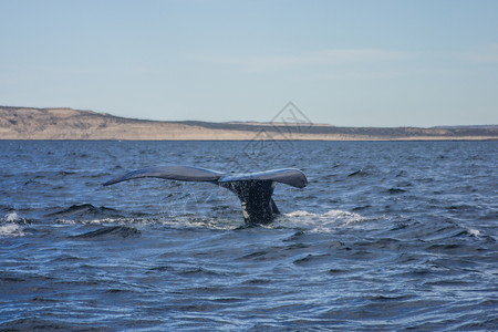真露烧酒南方右鲸生活生物尾巴蓝色金字塔多样性哺乳动物鲸鱼半岛动物背景