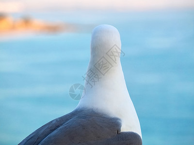 沙滩上海鸥画像的乐趣海洋海岸旅行白色蓝色背景海滩灰色鸟类明信片背景图片
