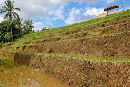 巴厘岛水季时 田间稻田面积变强收成生态农场农民水牛土地热带阳台农业农村背景