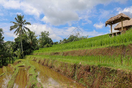 巴厘岛水季时 田间稻田面积变强生长文化食物农村农民旅行粮食生态农业收成背景